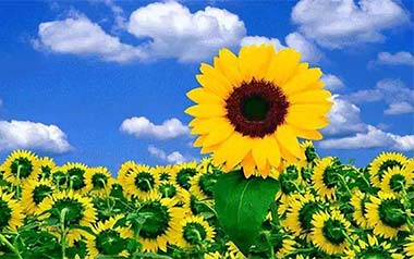 Sunflower指弹谱_孙培博_太阳花独奏六线谱_指弹吉他教学