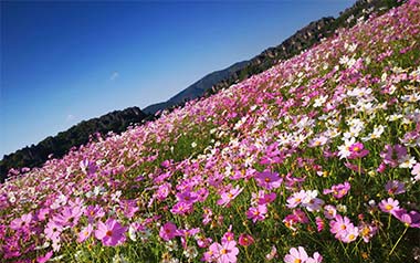 百花香吉他谱_王小帅_G调扫弦版_图片六线谱