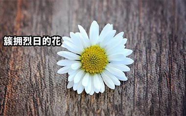 簇拥烈日的花吉他谱_迟里乌布_C调原版弹唱谱_图片六线谱