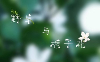 野草与栀子花吉他谱_林三七_C调原版弹唱谱_图片六线谱